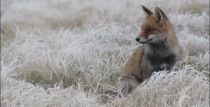 cropped ice fox6