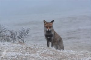 ice fox1