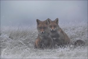ice fox10