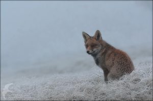 ice fox4