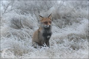 ice fox5