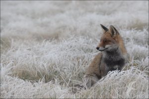 ice fox6