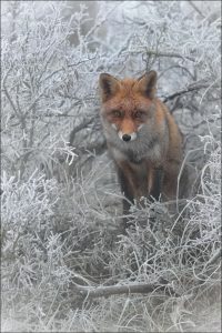 ice fox7