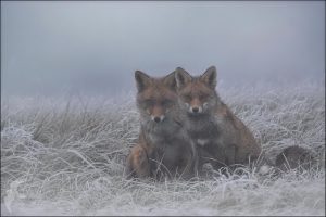 ice fox8