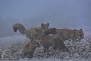 ice fox9