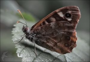 vlinder1