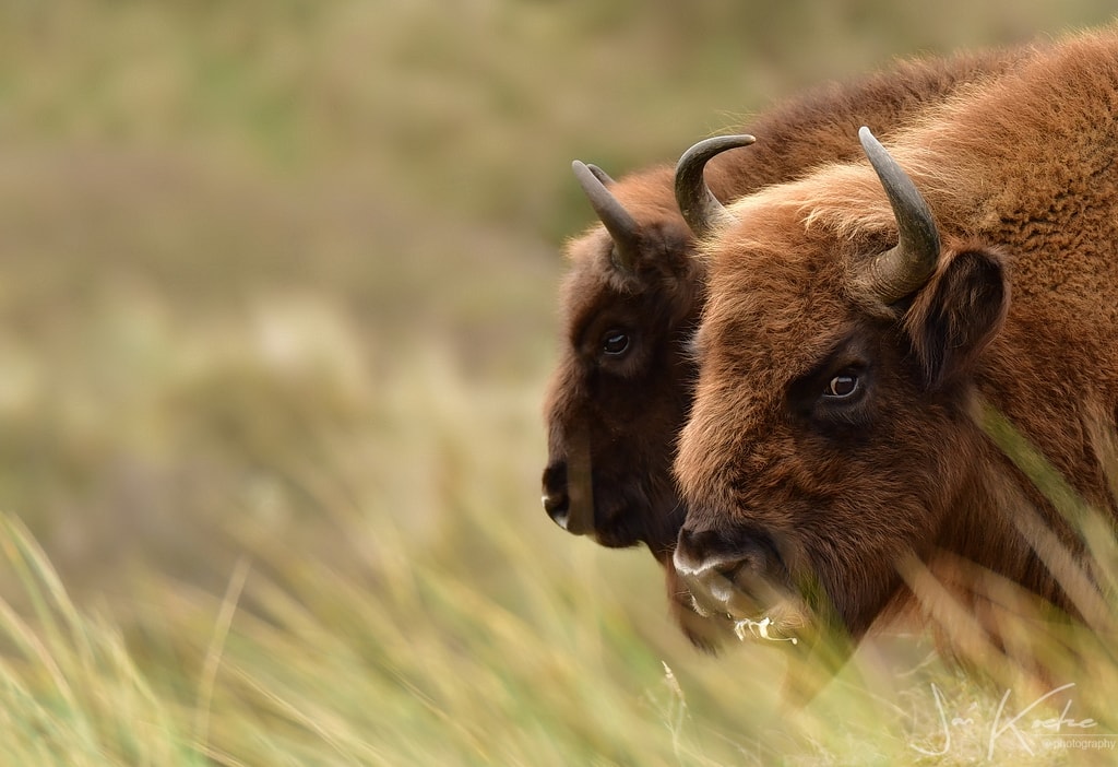 Wisenten oftewel Europese bizons