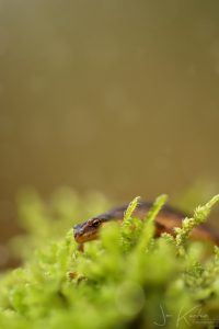 salamander4