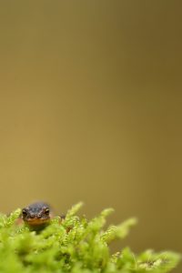 salamander5