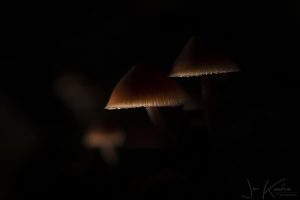 paddenstoel2