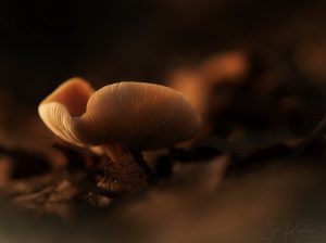 paddenstoel2a