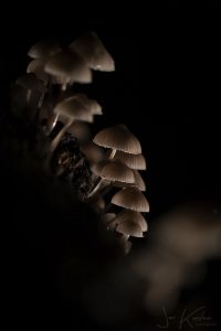 paddenstoel3 1