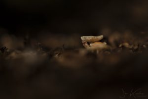 paddenstoel4x