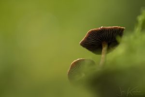 paddenstoel5