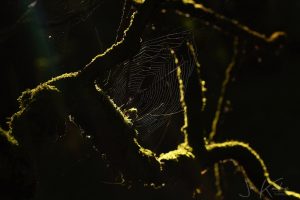 spinnenweb2