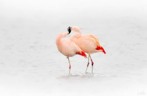 flamingo1 2