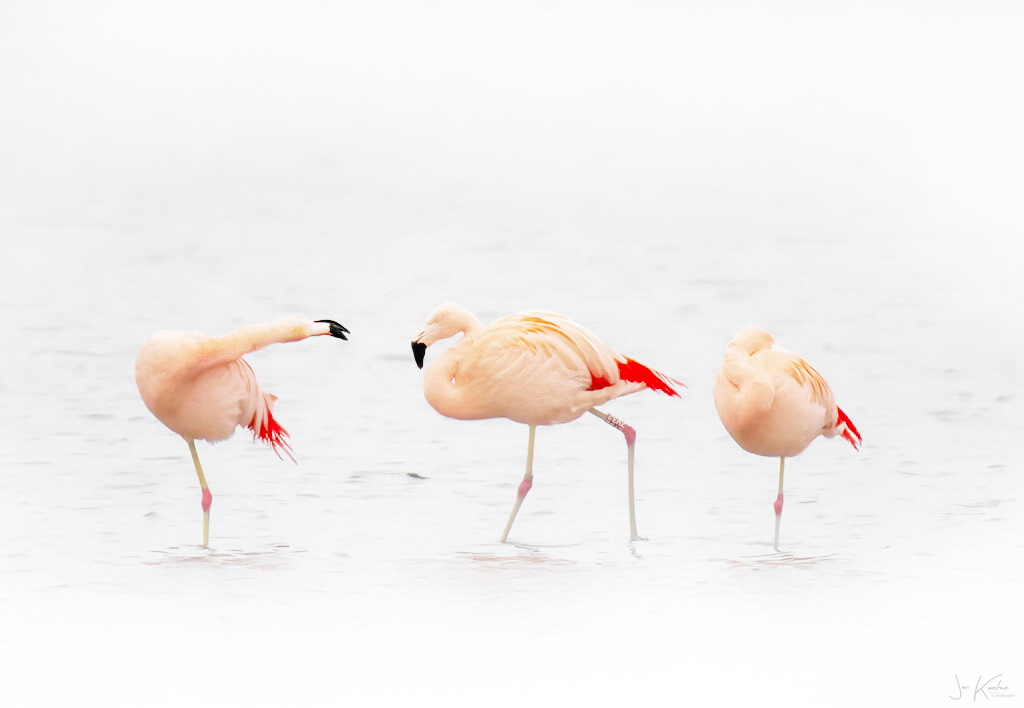 Flamingo’s enzo…