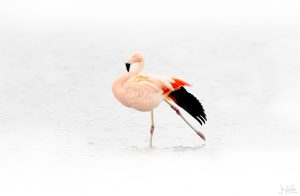 flamingo4 1