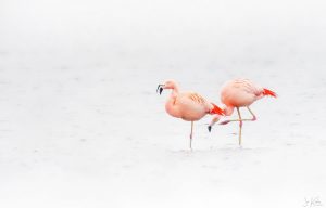 flamingo6b