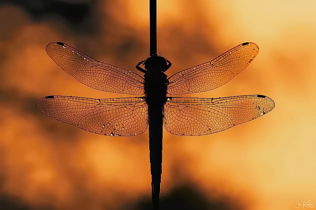 Dragonflies out in the sun….