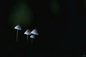 paddenstoel1c