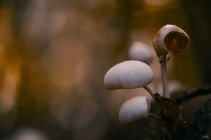 paddenstoel1f