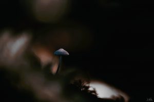 paddenstoel6d