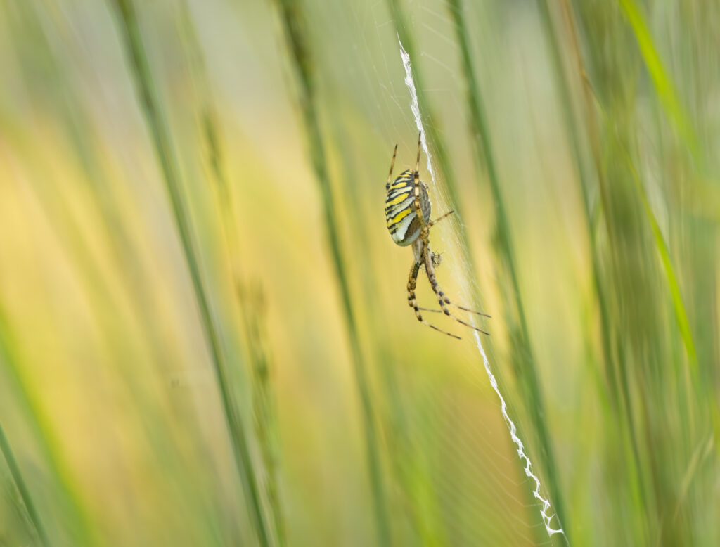 Arachnida…