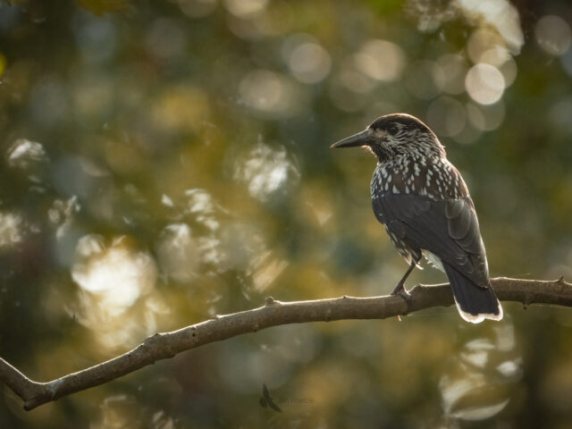 Nutcracker…